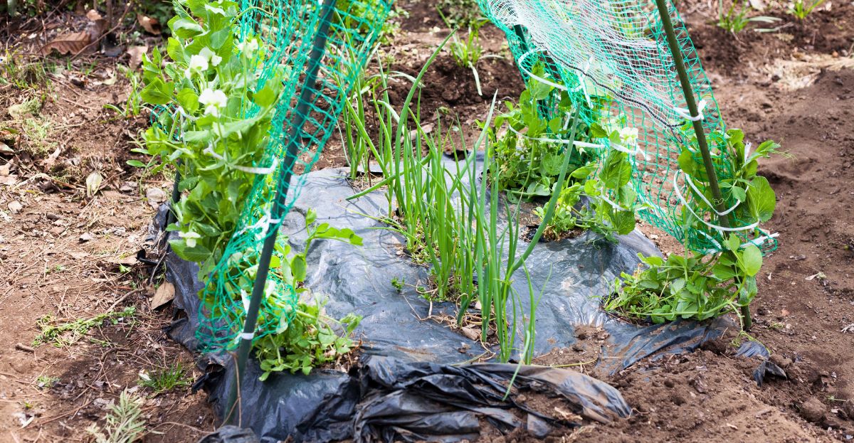 Companion planting peas and onions